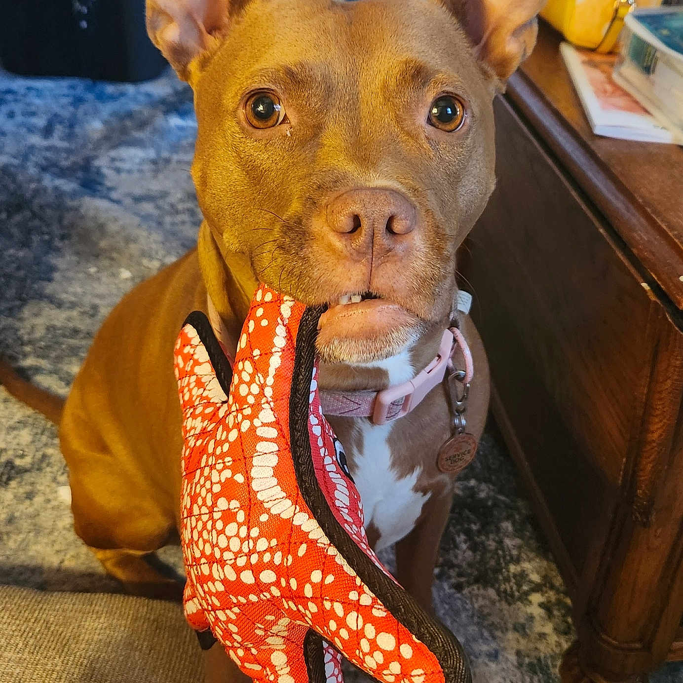 Rosie is registered to the contest to win money with this photo: alert, animal, brown_dog, carpet, close_up, cute, dog, ears, furniture, household, indoor, living_room, looking, pet, pet_collar, pet_tag, sitting, starfish_toy, table, toy