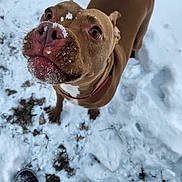 Rosie is registered to the contest to win money with this photo: animal, boots, brown_dog, canine, closeup, cold, collar, curious, dog, fur, looking_up, nature, outdoor, pet, playful, snout, snow, snowy_ground, white_patch, winter