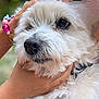 dog, white_fur, close_up, hands, bracelet, beads, pet, animal, outdoor, collar, cute, fluffy, face, muzzle, black_nose, portrait, friendly, domestic_animal, soft_light, companionship