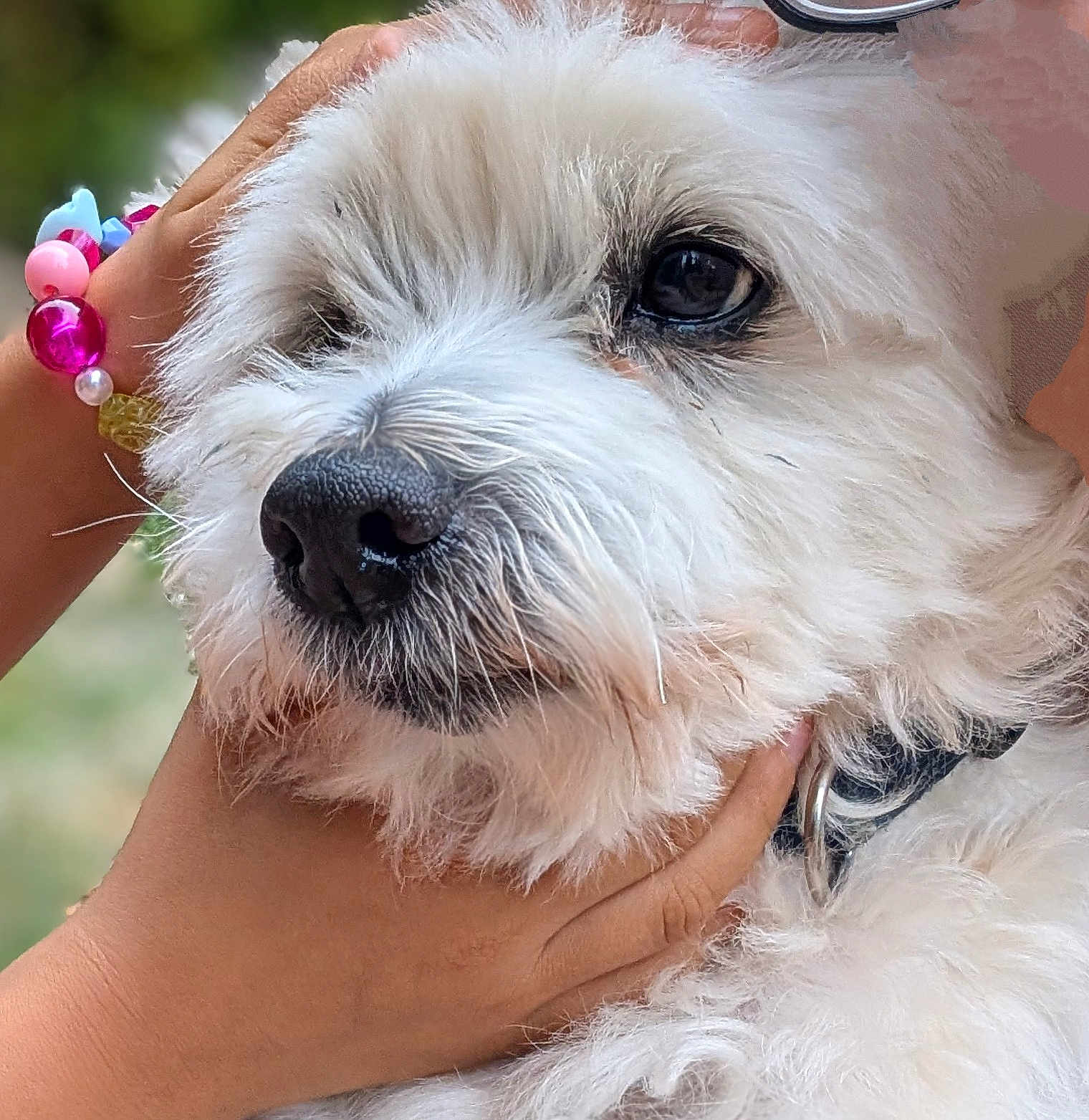 Cookie participe au concours pour gagner de l'argent avec cette photo : dog, white_fur, close_up, hands, bracelet, beads, pet, animal, outdoor, collar, cute, fluffy, face, muzzle, black_nose, portrait, friendly, domestic_animal, soft_light, companionship