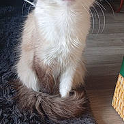 Mimi participe au concours pour gagner de l'argent avec cette photo : cat, fluffy, indoor, rug, curious, wide_eyes, sitting, wooden_floor, feline, pet, domestic_animal, whiskers, tail, fur, close_up, home, animal, cute, alert, cozy
