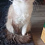 cat, fluffy, indoor, rug, curious, wide_eyes, sitting, wooden_floor, feline, pet, domestic_animal, whiskers, tail, fur, close_up, home, animal, cute, alert, cozy