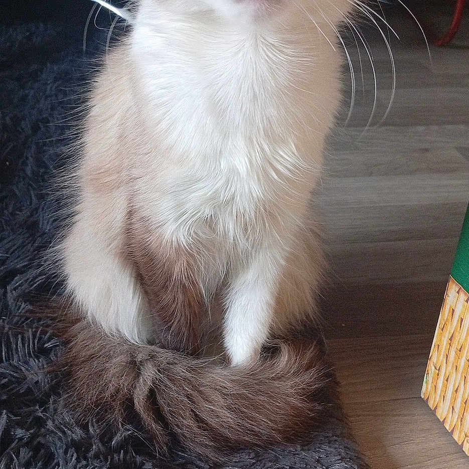 Mimi participe au concours pour gagner de l'argent avec cette photo : alert, animal, cat, close_up, cozy, curious, cute, domestic_animal, feline, fluffy, fur, home, indoor, pet, rug, sitting, tail, whiskers, wide_eyes, wooden_floor