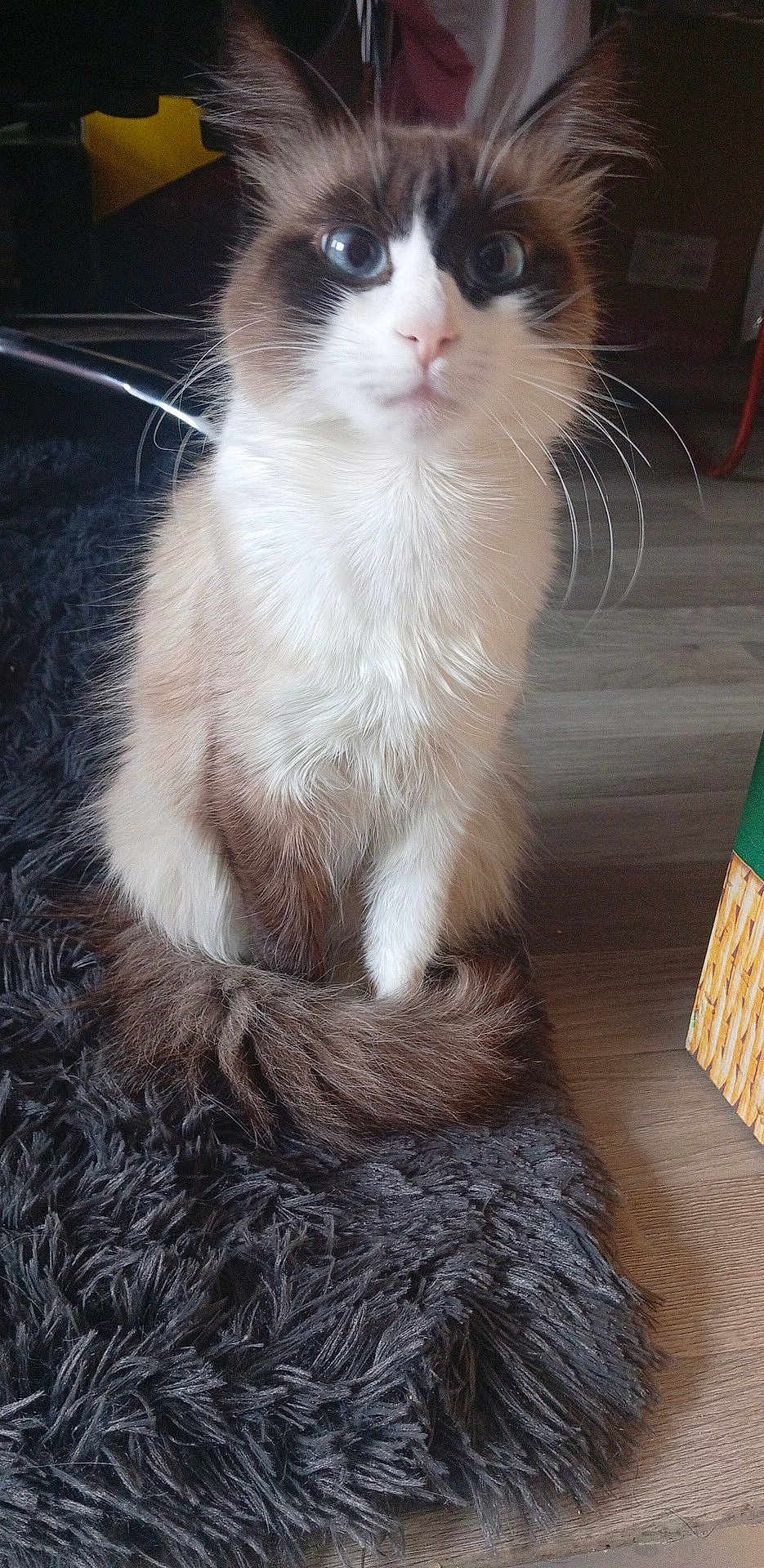 Mimi