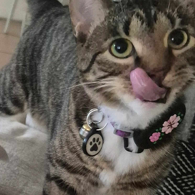 Bumper is registered to the contest to win money with this photo: animal, cat, close_up, collar, curious, cute, domestic, ears, feline, floor, fur, household, indoor, licking, paw_print, pet, striped, tabby, tail, whiskers