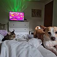 Bumper joined the competition — help win amazing prizes! bed, bedroom, blanket, brown, cat, ceiling, cozy, curious, dog, furniture, glow, indoor, lighting, pets, relaxed, small_dog, tabby_cat, television, white, wooden_door