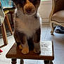 animal, architecture, building, canine, chair, clothing, dog, footwear, furniture, hardwood, husky, indoors, interiordesign, livingroom, pet, plywood, puppy, shoe, table, wood