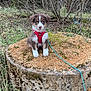accessories, animal, canine, dog, grass, herbal, herbs, land, leash, nature, outdoors, pet, plant, puppy, rock, soil, strap, tree, vegetation, woodland