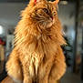 cat, orange_cat, fluffy, feline, pet, indoor, wooden_surface, closeup, animal, domestic_animal, whiskers, ears, portrait, sitting, fur, looking_away, soft_light, blurred_background, cozy, cute