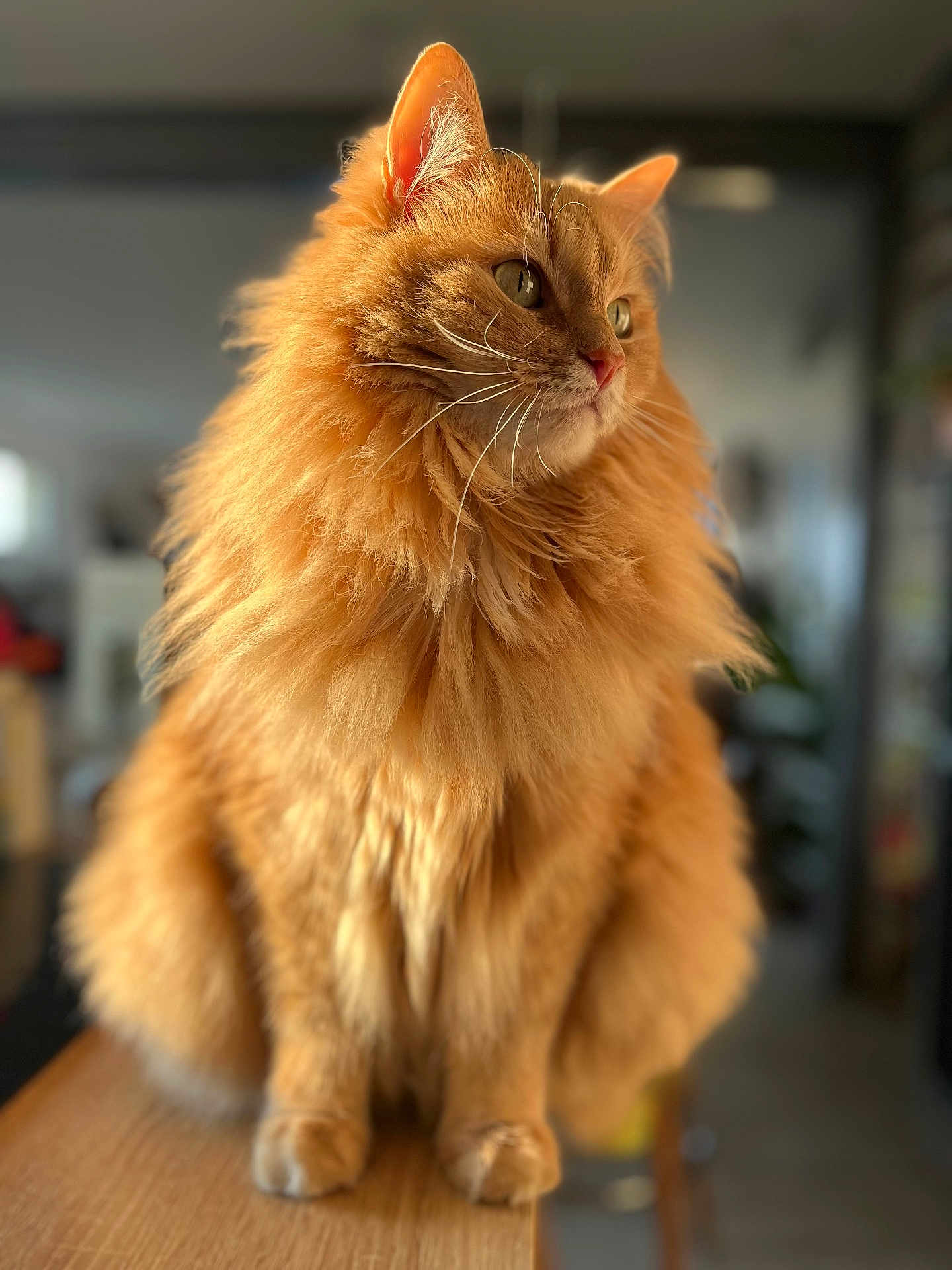 Rouky a rejoint le concours — aidez-le/la à gagner de superbes lots ! cat, orange_cat, fluffy, feline, pet, indoor, wooden_surface, closeup, animal, domestic_animal, whiskers, ears, portrait, sitting, fur, looking_away, soft_light, blurred_background, cozy, cute
