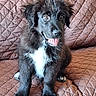 puppy, dog, black_dog, white_patch, tongue_out, sitting, quilted_couch, brown_couch, indoor, pet, fur, cute, young_dog, animal, smiling, happy, paw, ears, face, portrait