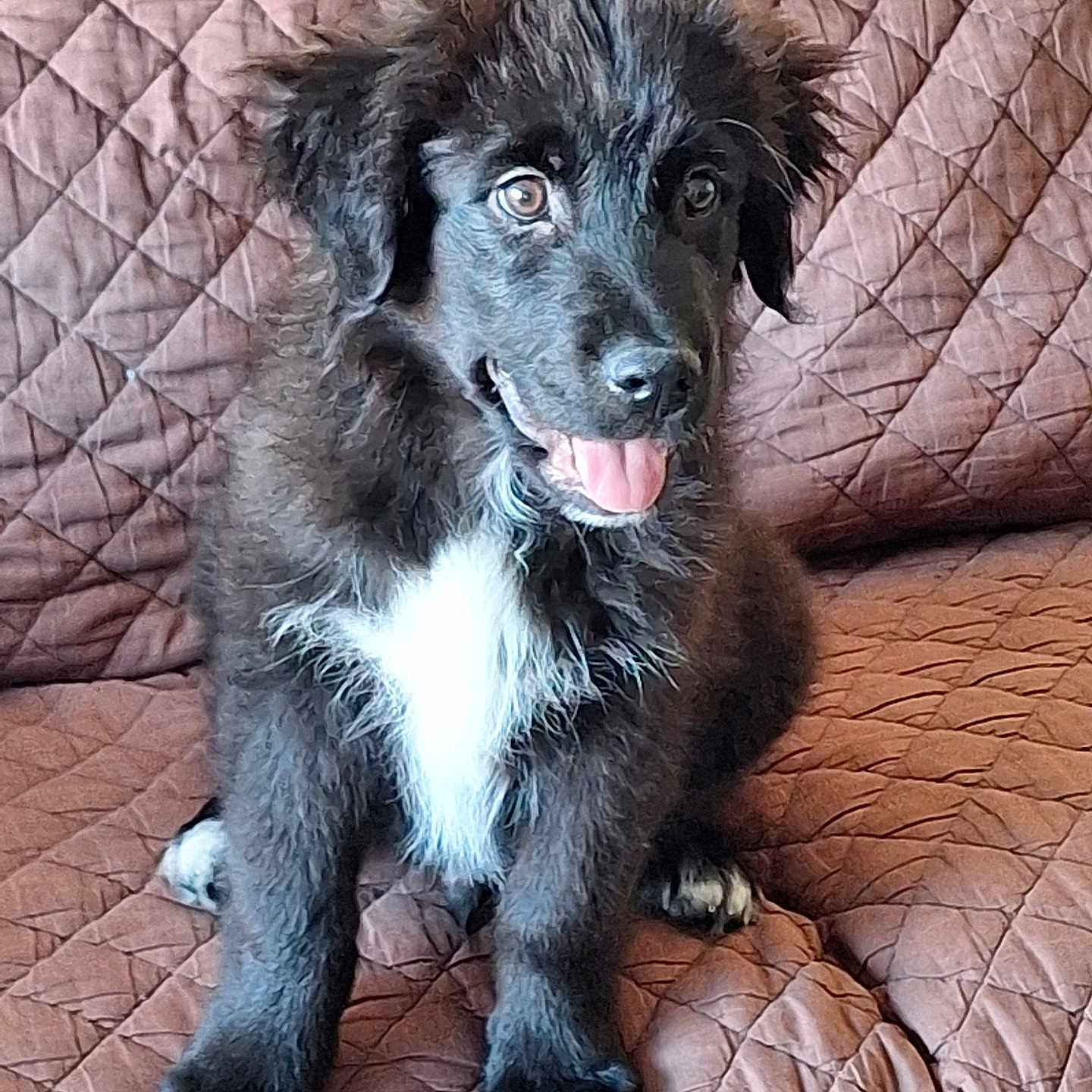 Rio a rejoint le concours — aidez-le/la à gagner de superbes lots ! puppy, dog, black_dog, white_patch, tongue_out, sitting, quilted_couch, brown_couch, indoor, pet, fur, cute, young_dog, animal, smiling, happy, paw, ears, face, portrait