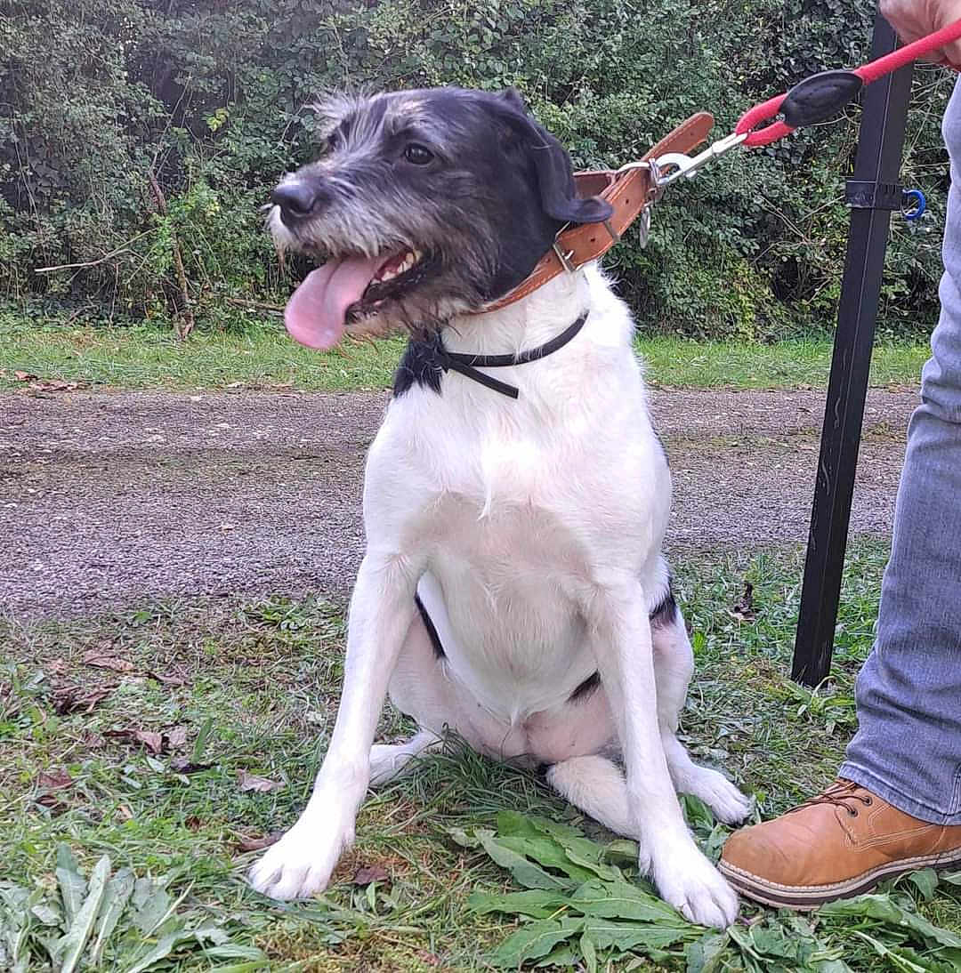 Sky a rejoint le concours — aidez-le/la à gagner de superbes lots ! dog, black_and_white, panting, leash, collar, grass, person, jeans, shoes, outdoor, nature, trees, path, pet, canine, sitting, tongue_out, happy, walking, leash_handle