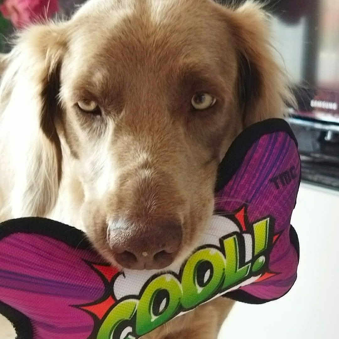 Nephye participe au concours pour gagner de l'argent avec cette photo : animal, ball, canine, cockerspaniel, cushion, dog, goldenretriever, homedecor, hound, labradorretriever, mat, pet, puppy, purple, snout, sport, sticker, tennis, tennisball, toy