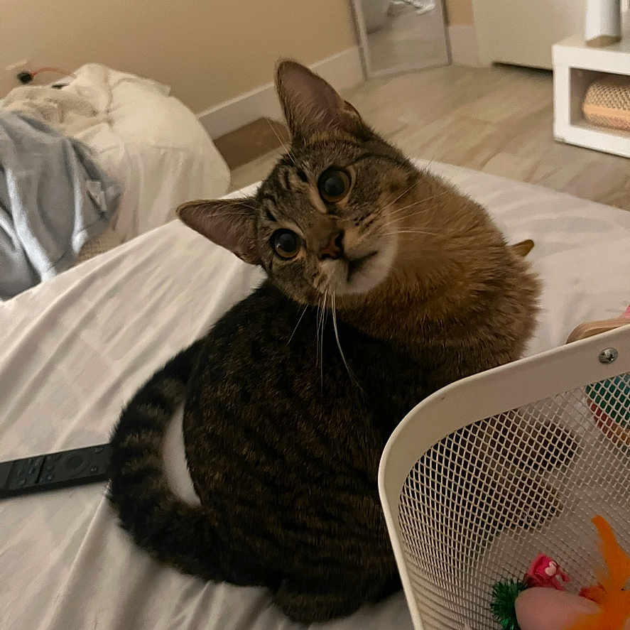 Dolly joined the competition — help win amazing prizes! abyssinian, animal, bed, bedroom, cat, couch, cushion, face, furniture, hardwood, head, homedecor, indoors, interiordesign, kitten, manx, person, pet, room, wood