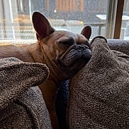 Siggy joined the competition — help win amazing prizes! dog, french_bulldog, sleeping, couch, cushion, indoor, pet, relaxed, window, daylight, cozy, brown, fur, face, ears, snout, resting, home, comfort, animal