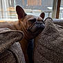 dog, french_bulldog, sleeping, couch, cushion, indoor, pet, relaxed, window, daylight, cozy, brown, fur, face, ears, snout, resting, home, comfort, animal