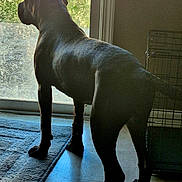 My'Dushia Glover joined the competition — help win amazing prizes! dog, silhouette, indoor, glass_door, rug, crate, shadow, floor, window, pet, animal, curious, standing, sunlight, black_coat, home, quiet, backlit, looking_out, domestic
