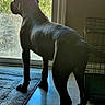 dog, silhouette, indoor, glass_door, rug, crate, shadow, floor, window, pet, animal, curious, standing, sunlight, black_coat, home, quiet, backlit, looking_out, domestic