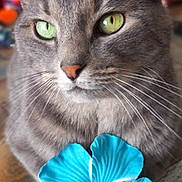 Miky participe au concours pour gagner de l'argent avec cette photo : cat, gray_tabby, green_eyes, flower, blue_flower, close_up, pet, whiskers, indoor, feline, cute, animal, portrait, soft_focus, domestic_cat, table, wood_surface, calm, sitting, decorative