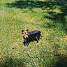 Harley Davidson is registered to the contest to win money with this photo: dog, leash, grass, outdoor, pet, animal, sunlight, shadow, nature, greenery, small_dog, canine, summer, daytime, park, mammal, fur, ears, tail, standing