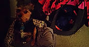 Harley Davidson is registered to the contest to win money with this photo: animal, blanket, carpet, collar, companion, cozy, dark, dog, domestic, fur, furniture, home, indoor, pet_bed, quiet, quiet_room, red_blanket, resting, small_dog, stuffed_area