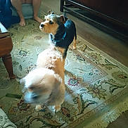 Harley Davidson joined the competition — help win amazing prizes! dog, indoor, rug, person, barefoot, remote_control, furniture, wood_floor, cabinet, carpet, pet, blur, animal, living_room, seated_person, collar, decor, home, floor, legs