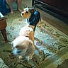 dog, indoor, rug, person, barefoot, remote_control, furniture, wood_floor, cabinet, carpet, pet, blur, animal, living_room, seated_person, collar, decor, home, floor, legs
