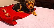 Harley Davidson is registered to the contest to win money with this photo: animal, bed, blanket, cozy, dog, domestic, furniture, indoor, lying_down, pet, pink_bedspread, red_blanket, resting, room, rope_toy, small_dog, television, toy, watching_tv, wooden_cabinet