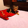 Harley Davidson is registered to the contest to win money with this photo: animal, bed, blanket, cozy, dog, domestic, furniture, indoor, lying_down, pet, pink_bedspread, red_blanket, resting, room, rope_toy, small_dog, television, toy, watching_tv, wooden_cabinet