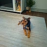 Harley Davidson is registered to the contest to win money with this photo: animal, blurred_face, books, carpet, collar, cozy, cute, decorative_vase, dog, floor, furniture, home, indoor, laying_down, living_room, pet, plant, shelving_unit, small_dog, wooden_floor