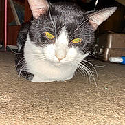 Chow joined the competition — help win amazing prizes! cat, black_and_white, indoor, floor, whiskers, pet, animal, yellow_eyes, closeup, crouching, fur, domestic_cat, looking_at_camera, household, carpet, whiskers_long, ears, alert, mammal, feline