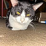cat, black_and_white, indoor, floor, whiskers, pet, animal, yellow_eyes, closeup, crouching, fur, domestic_cat, looking_at_camera, household, carpet, whiskers_long, ears, alert, mammal, feline