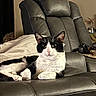 cat, black_and_white, recliner, leather_chair, indoor, pet, animal, feline, relaxed, looking_at_camera, ears_up, whiskers, cluttered_background, couch, home, domestic_cat, fur, paws, seated, resting