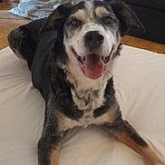 Griffy participe au concours pour gagner de l'argent avec cette photo : dog, pet, indoor, happy, smiling, lying_down, animal, canine, fur, tongue_out, looking_at_camera, bed, floor, domestic_animal, mammal, ears, nose, eyes, friendly, cute
