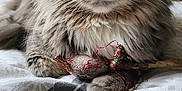 Muxu participe au concours pour gagner de l'argent avec cette photo : animal, bed, blanket, cat, close_up, cute, domestic, feline, fluffy, fur, gray_cat, green_eyes, indoor, paws, pet, relaxed, ribbons, tabby, toy, whiskers