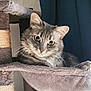 Muxu participe au concours pour gagner de l'argent avec cette photo : cat, gray_cat, tabby, pet, feline, whiskers, cat_tree, sisal_rope, hammock, indoor, cozy, relaxed, curious, fur, animal, mammal, cute, portrait, closeup, home