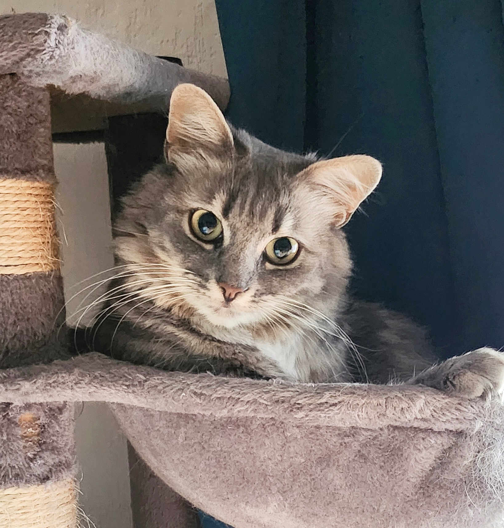 Muxu participe au concours pour gagner de l'argent avec cette photo : cat, gray_cat, tabby, pet, feline, whiskers, cat_tree, sisal_rope, hammock, indoor, cozy, relaxed, curious, fur, animal, mammal, cute, portrait, closeup, home