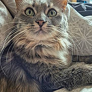 Muxu participe au concours pour gagner de l'argent avec cette photo : cat, tabby, fluffy, pet, indoor, close_up, whiskers, green_eyes, fur, relaxed, bed, blanket, pattern, animal, cute, mammal, feline, resting, soft, domestic