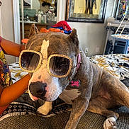 Halo joined the competition — help win amazing prizes! dog, sunglasses, bed, child, hand, indoor, decor, portrait, pet, animal, furniture, collar, accessory, cute, brown, white, pattern, room, casual, relaxed
