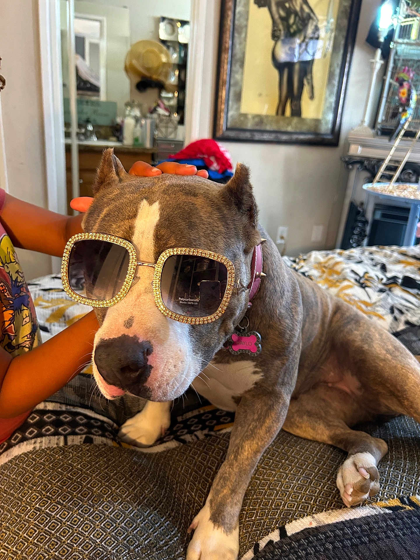 Halo joined the competition — help win amazing prizes! dog, sunglasses, bed, child, hand, indoor, decor, portrait, pet, animal, furniture, collar, accessory, cute, brown, white, pattern, room, casual, relaxed