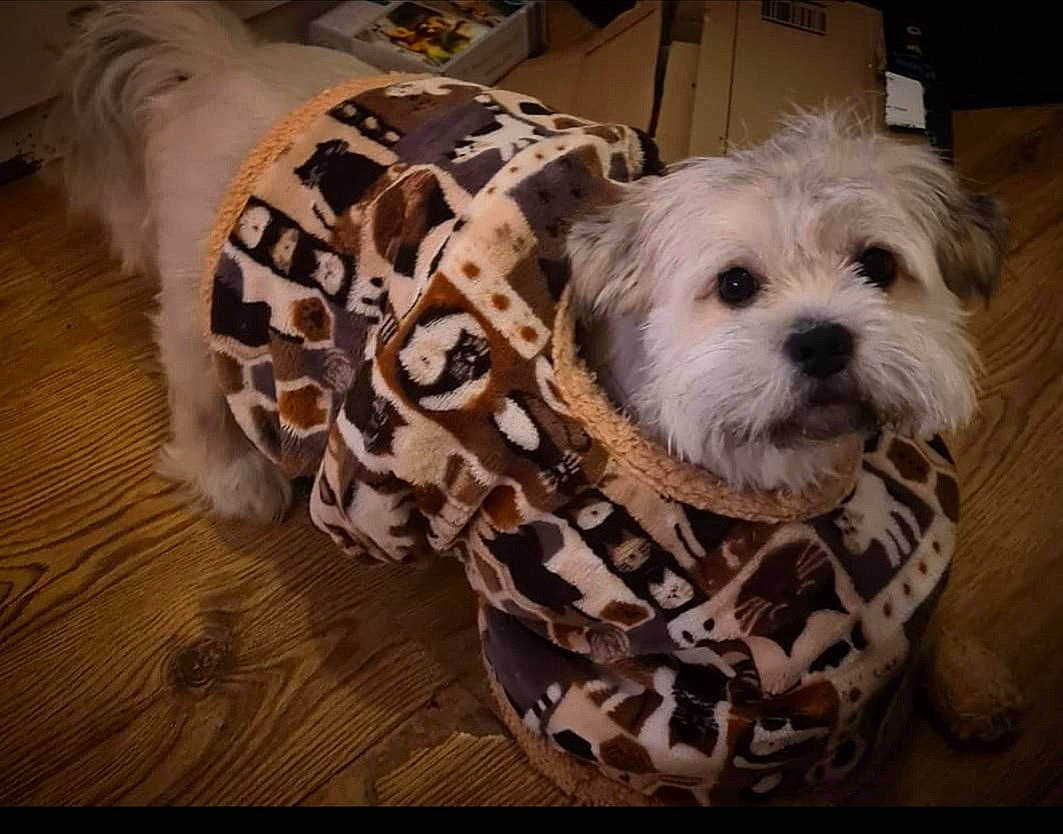 Theo is registered to the contest to win money with this photo: canidae, carnivore, chair, comfort, companion_dog, couch, dog, dog_breed, dog_clothes, dog_supply, fawn, fur, pet_supply, puppy_love, small_terrier, snout, sporting_group, terrier, toy_dog, working_animal