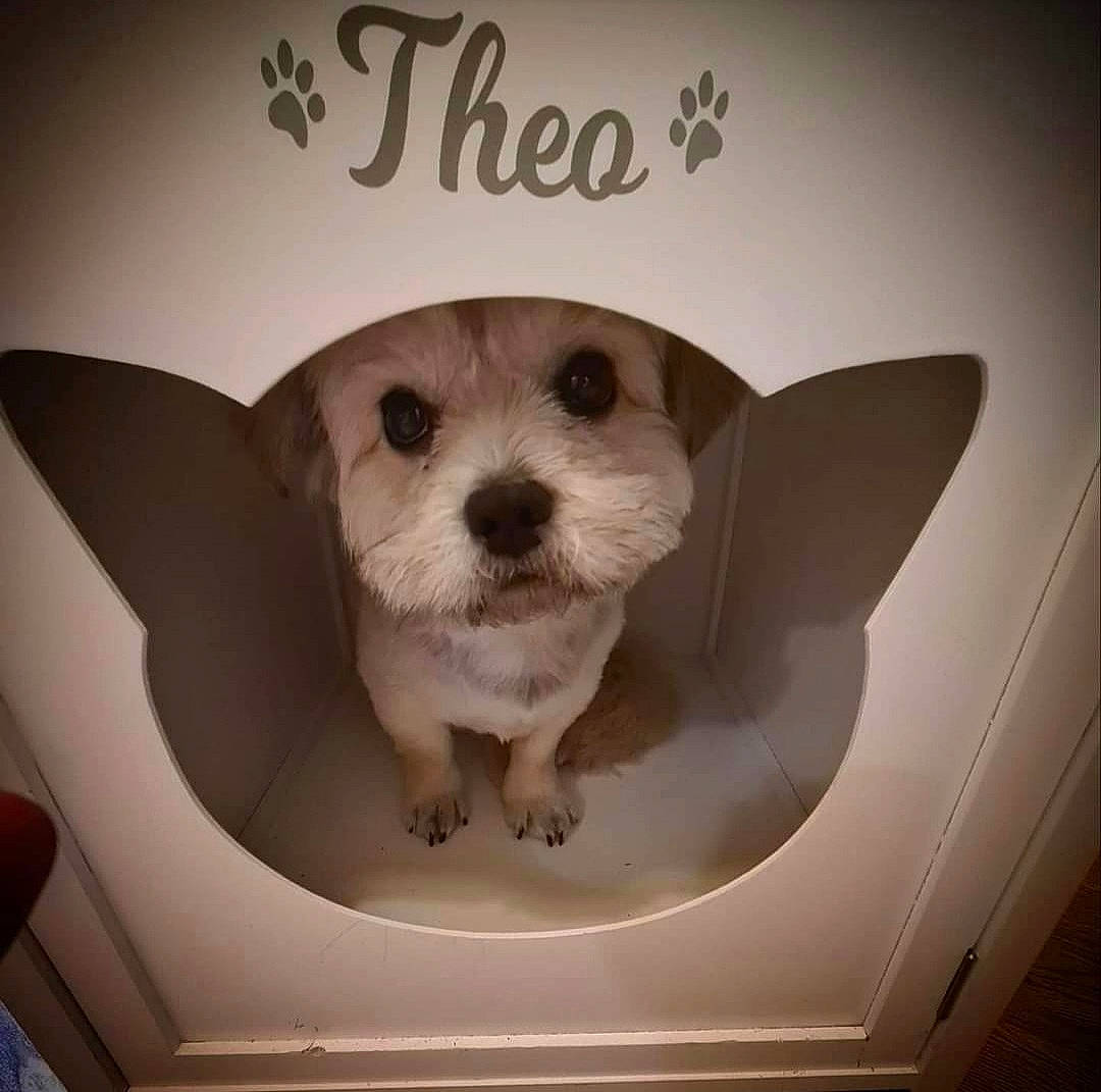 Theo is registered to the contest to win money with this photo: automotive_design, automotive_wheel_system, canidae, carnivore, circle, companion_dog, dishware, dog, dog_breed, eyewear, fawn, font, metal, photo_caption, rim, snout, sporting_group, toy_dog, vehicle, whiskers