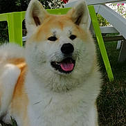 Geisha a rejoint le concours — aidez-le/la à gagner de superbes lots ! dog, akita, fluffy, grass, green_chair, outdoor, tongue, panting, happy, pet, animal, summer, sunlight, garden, flower, red_flower, nature, canine, fur, ears