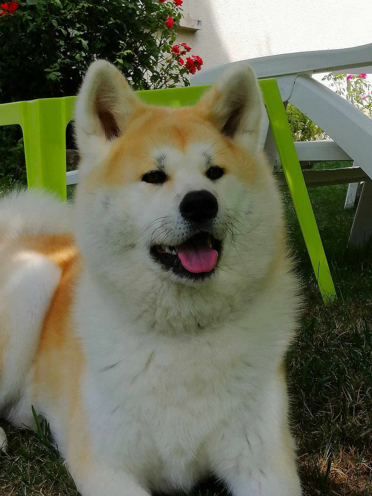 Geisha a rejoint le concours — aidez-le/la à gagner de superbes lots ! dog, akita, fluffy, grass, green_chair, outdoor, tongue, panting, happy, pet, animal, summer, sunlight, garden, flower, red_flower, nature, canine, fur, ears