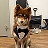 Teddy is registered to the contest to win money with this photo: dog, tuxedo, pet, indoors, floor, wooden_floor, shoes, boots, cart, brown_dog, white_fur, portrait, sitting, cute, animal, domestic_animal, furry, face, ears, bow_tie