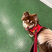 Teddy joined the competition — help win amazing prizes! dog, brown_dog, white_fur, red_harness, leash, pet, canine, indoor, green_floor, happy_dog, looking_back, fur, animal, companion, walking_gear, playful, cute, fluffy, friendly, alert