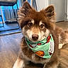 dog, bandana, indoor, floor, brown_fur, white_fur, pet, canine, closeup, fur, ears, eyes, nose, collar, wooden_floor, home, animal, cute, portrait, laying_down