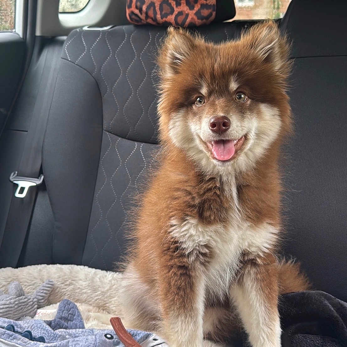 Teddy is registered to the contest to win money with this photo: puppy, dog, car_interior, seat, blanket, toy, shark_toy, pet_bed, window, headrest, seatbelt, fur, smiling, happy, pet, animal, indoors, cushion, cozy, cute