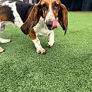 Daisy Mae joined the competition — help win amazing prizes! dog, basset_hound, animal, pet, outdoor, grass, tongue, ears, walking, cute, fence, green, snout, canine, playful, spot, white, brown, black, ground